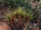 Tetraplodon mnioides. Верхняя часть растений со спорогонами. Магаданская обл., г. Магадан, окр. мкр-на Дукча, басс. р. Дукча, лиственничник. 22.05.2025.