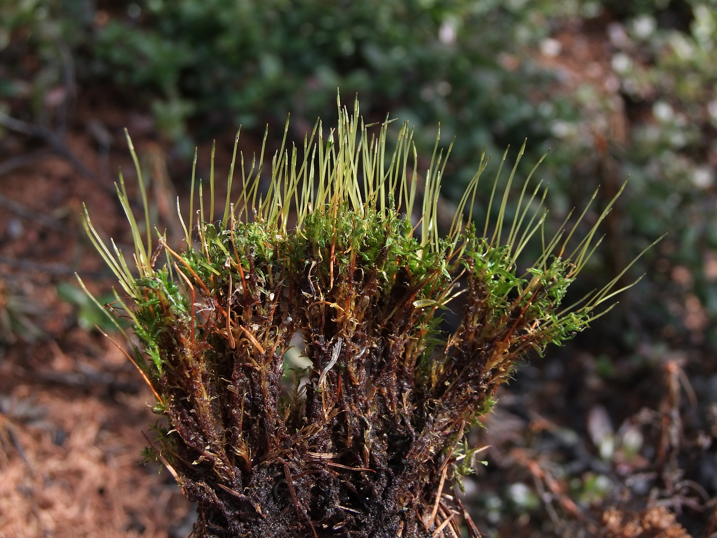 Image of Tetraplodon mnioides specimen.