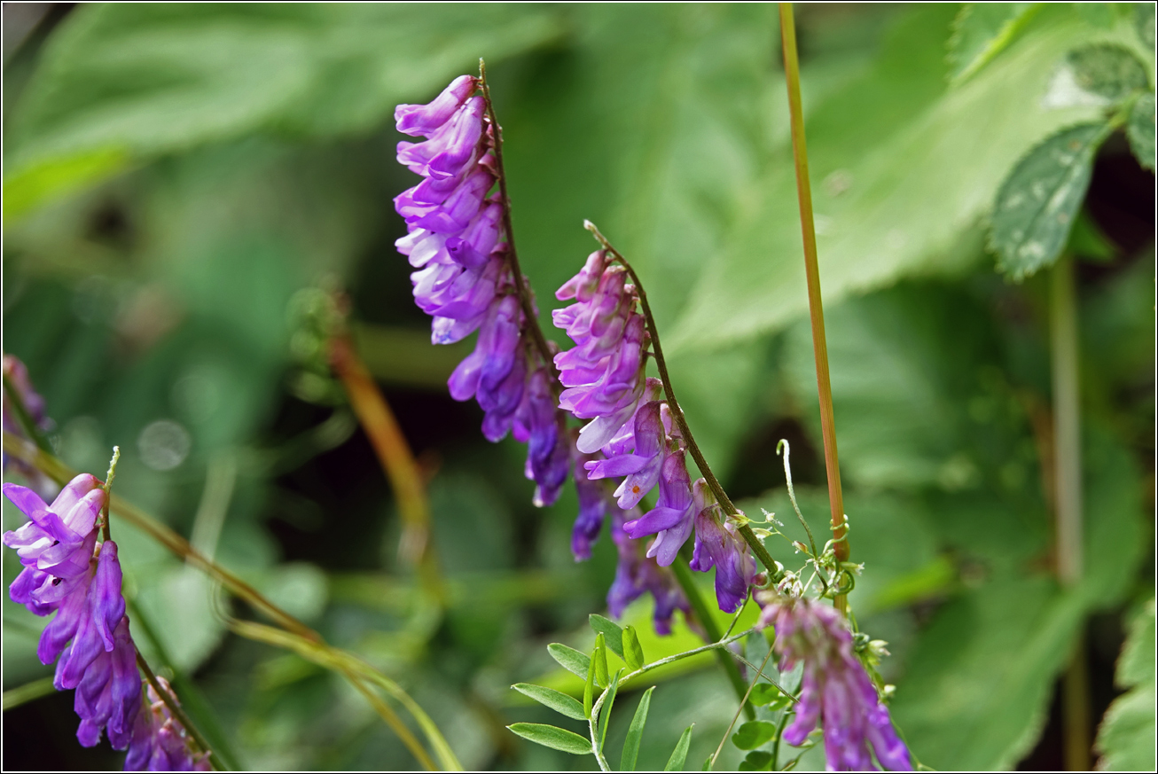 Изображение особи Vicia cracca.