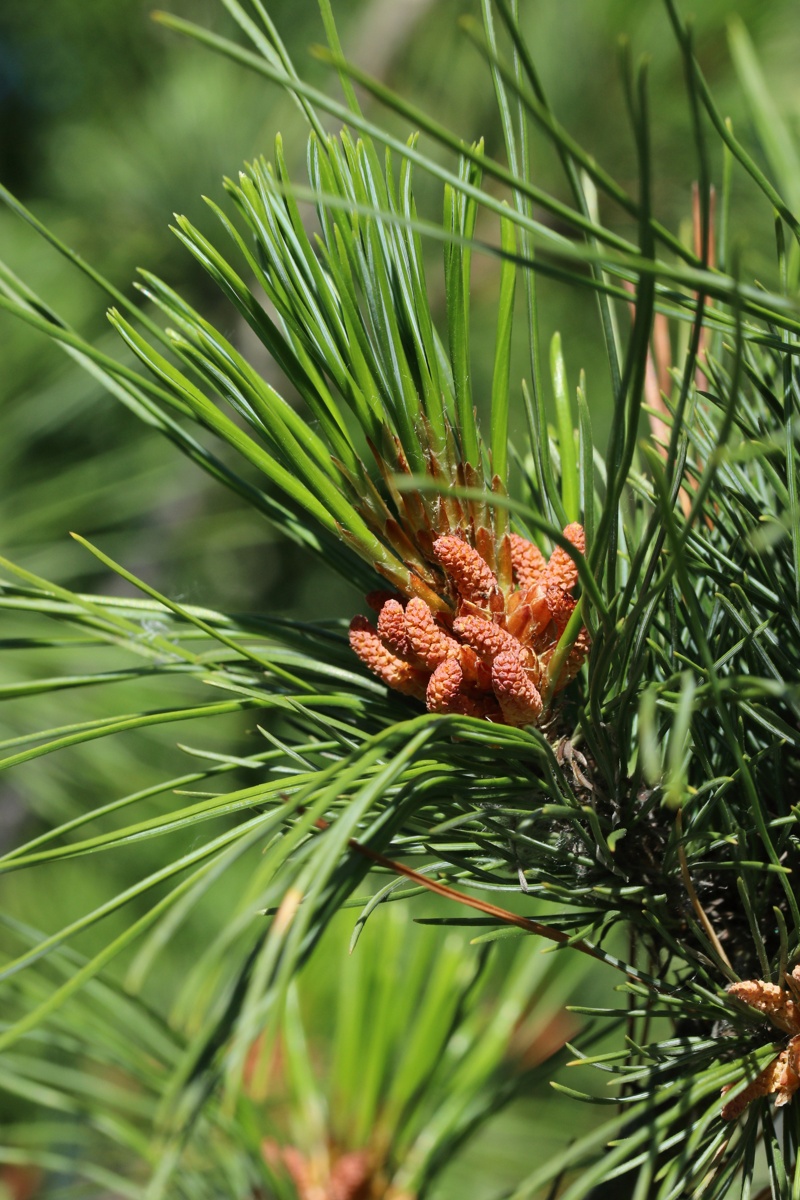 Image of Pinus strobus specimen.
