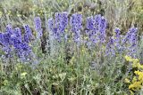 Delphinium oreophilum. Цветущее растение. Кыргызстан, Чуйская обл., Жайылский р-н, Сусамырская дол., ок. 5 км к СВ от с. Кожомкул. ок. 2000 м н.у.м., каменистый склон, разнотравное сообщество. 05.07.2026.