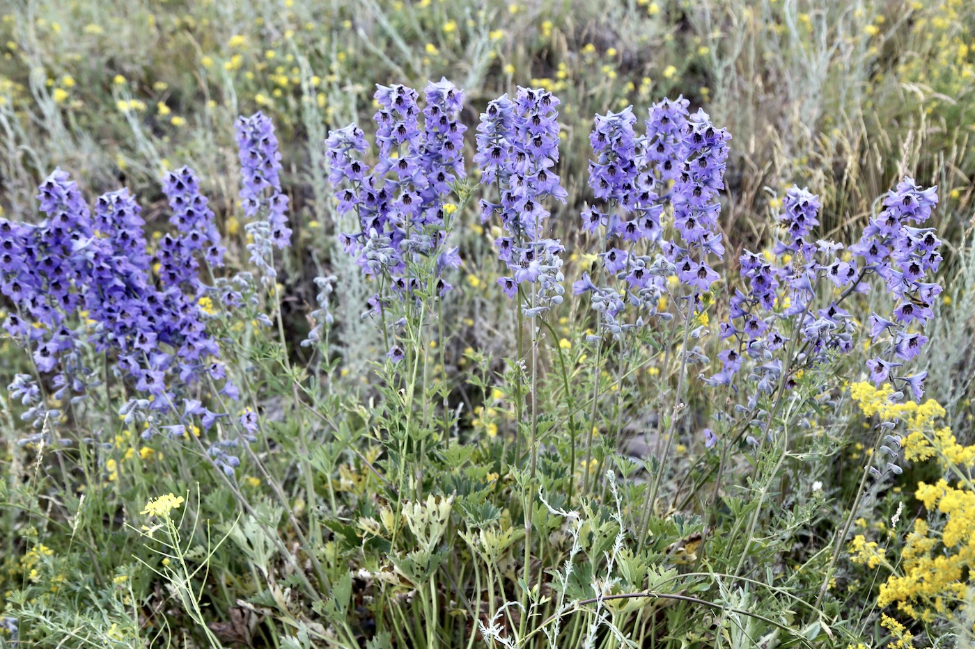 Image of Delphinium oreophilum specimen.