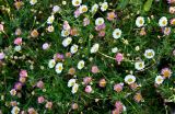 Erigeron karvinskianus. Верхушки побегов с соцветиями. Португалия, о-в Мадейра, окр. г. Камаша, опушка лиственного леса. 09.06.2026.