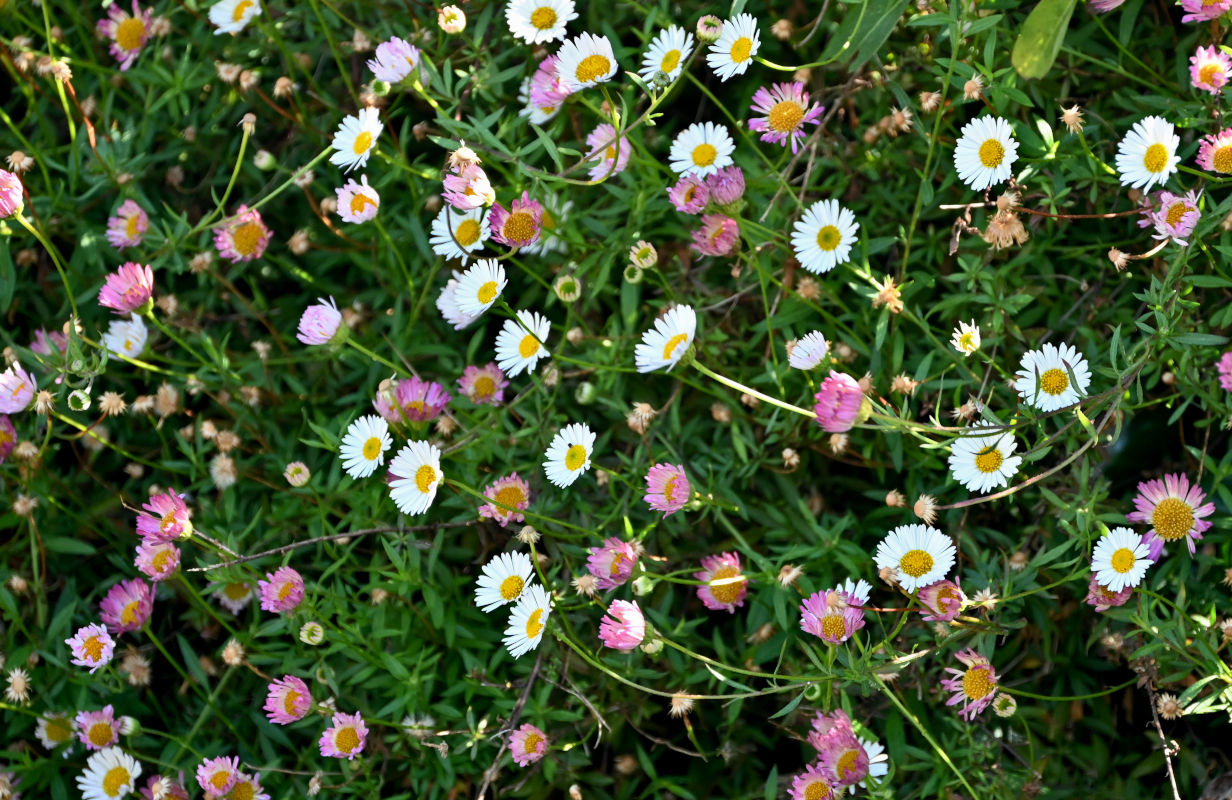 Image of Erigeron karvinskianus specimen.