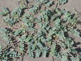 Astragalus ophiocarpus. Прикорневая часть цветущего и плодоносящего растения. Таджикистан, Горно-Бадахшанская автономная обл., Рушанский р-н, хр. Северо-Аличурский, дол. р. Мургаб (ниже Сареза), выс. ≈ 2600 м н.у.м., скопление песка в межгорном понижении. 21 июня 2026 г.