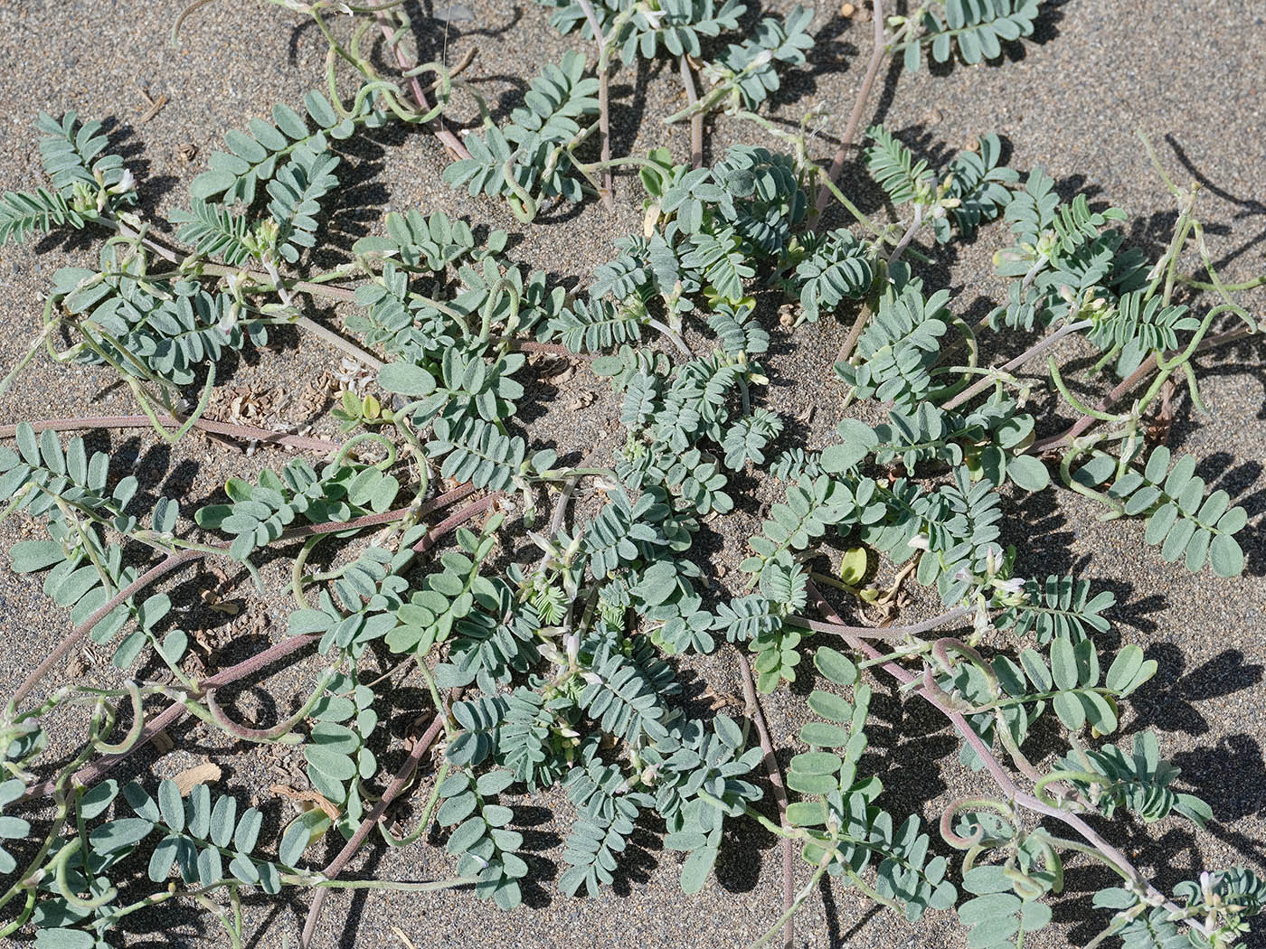 Изображение особи Astragalus ophiocarpus.