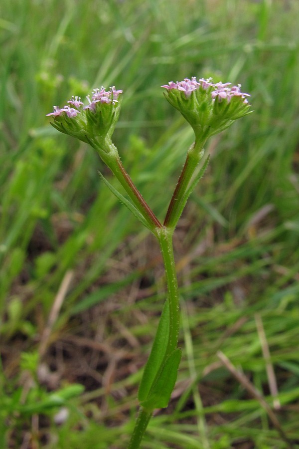 Image of Valerianella muricata specimen.