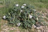 Datura wrightii. Цветущее растение. Крым, Севастополь, пустырь. 08.08.2026.