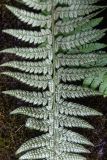 genus Polystichum. Часть вайи с сорусами (вид на абаксиальную поверхность). Краснодарский край, Апшеронский р-н, окр. хут. Травалёв, каменистый берег р. у водопада. 12.06.2026.