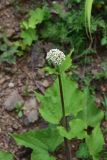 genus Valeriana