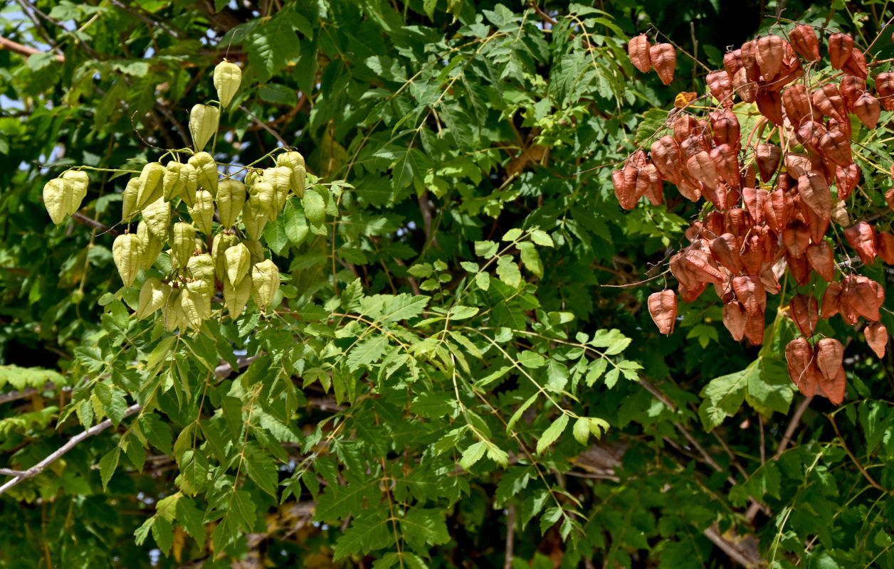 Изображение особи Koelreuteria paniculata.