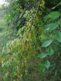 Ulmus pumila. Сломленная ветвь. Республика Молдова, муниципалитет Кишинёв, г. Кодру, пустырь. 1 августа 2026 г.