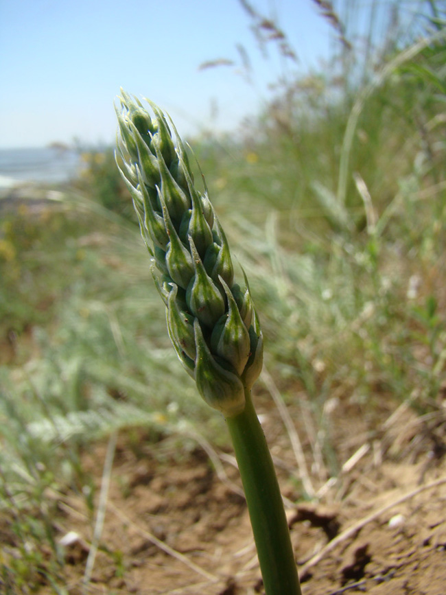 Image of Ornithogalum pyrenaicum specimen.