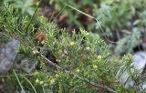 Juniperus sabina. Часть ветки. Алтай, окр. пос. Манжерок; крутой, сильно щебнистый склон горы Черепан. 26.08.2009.