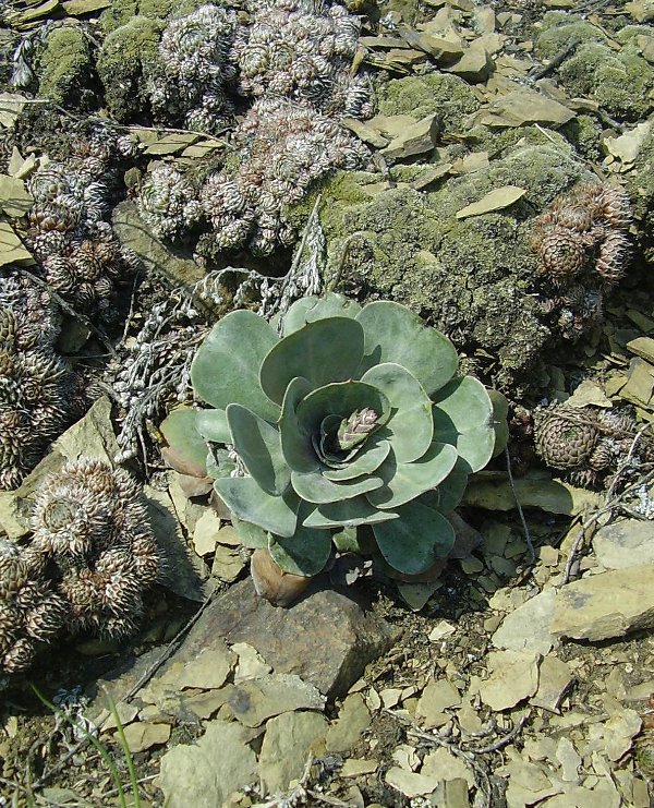 Image of Goniolimon speciosum specimen.