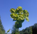 Euphorbia virgata. Соцветие. Украина, Харьковский лес. 30.05.2011.