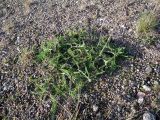 Achillea apiculata