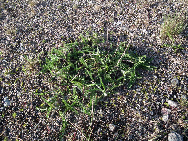 Image of Achillea apiculata specimen.