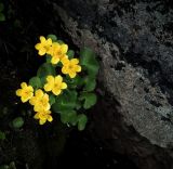 Caltha palustris