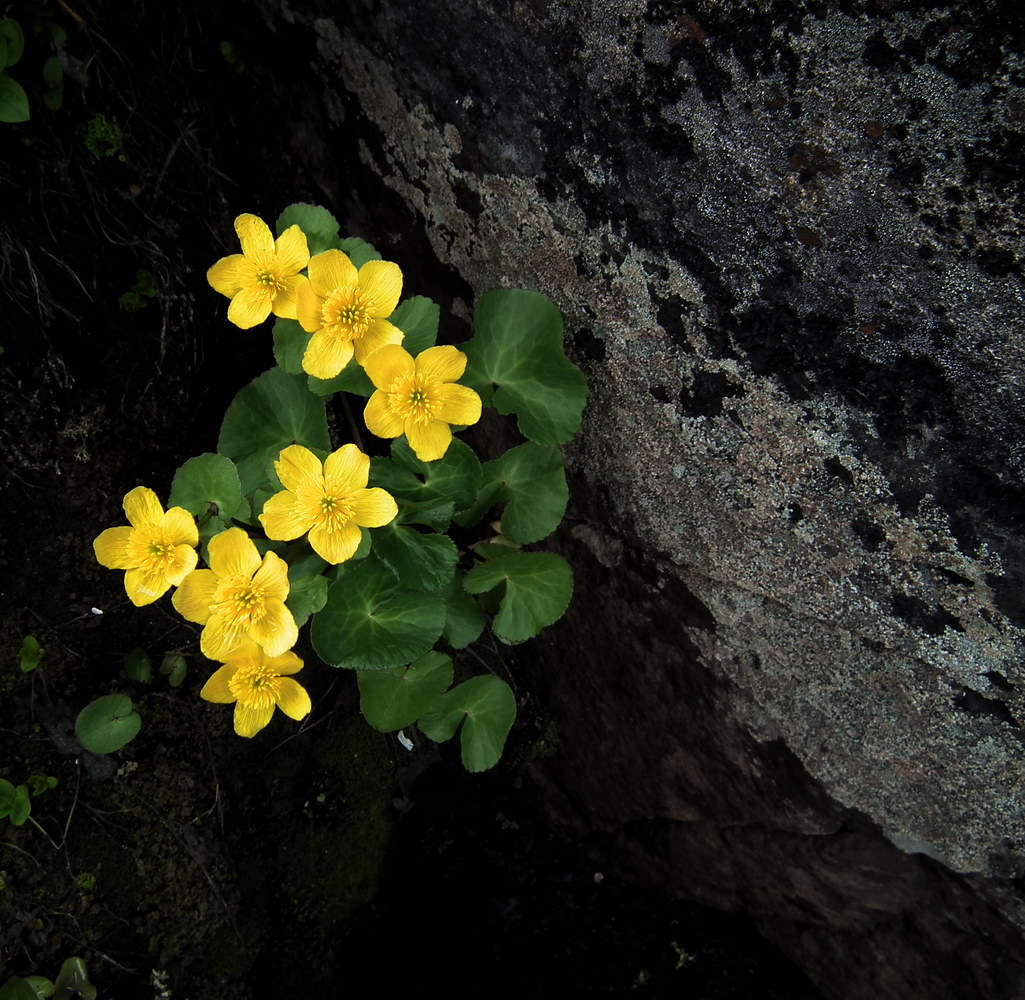 Image of Caltha palustris specimen.