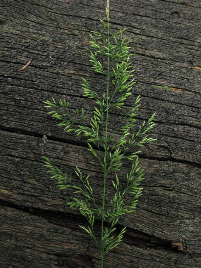 Image of Calamagrostis obtusata specimen.