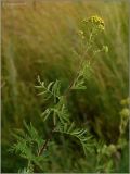 Tanacetum vulgare. Цветущее растение. Чувашия, г. Шумерля, берег р. Сура в районе городского пляжа. 17 июля 2011 г.