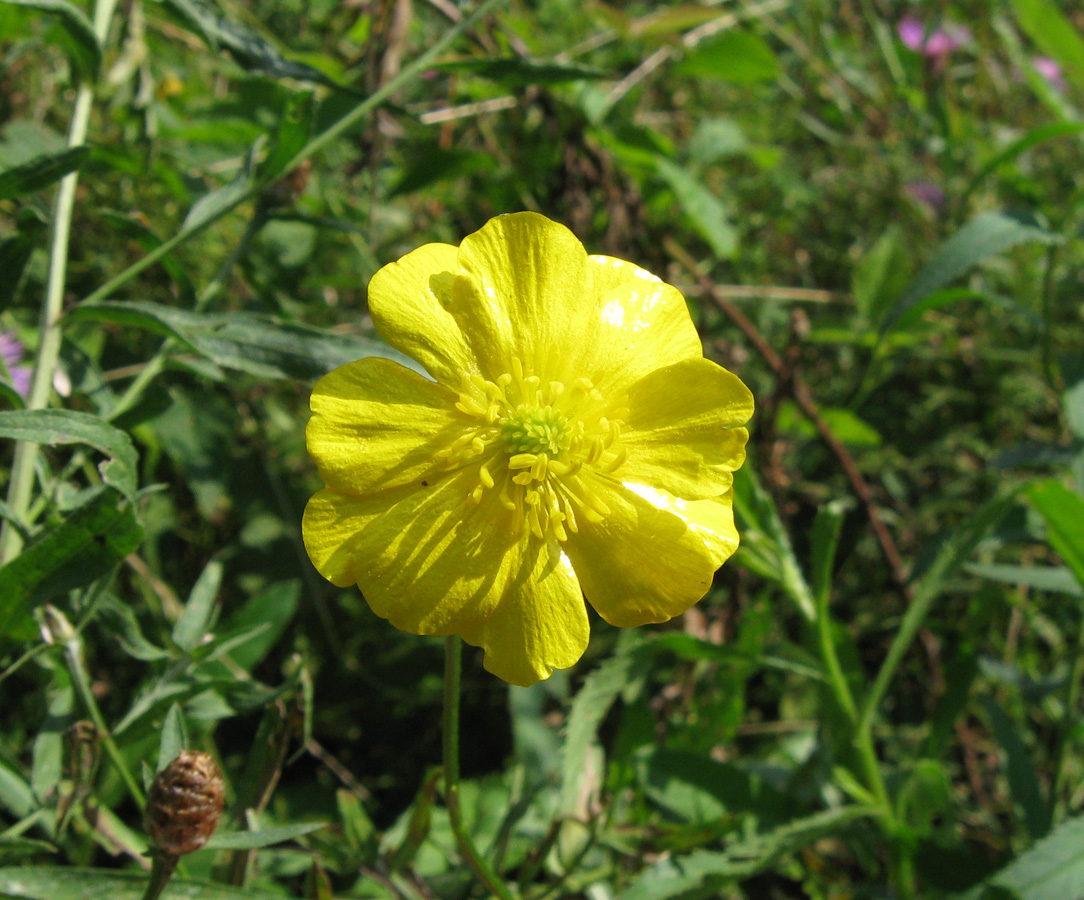 Изображение особи род Ranunculus.