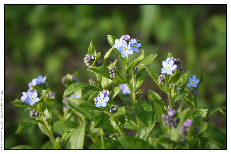 Изображение особи Myosotis sylvatica.