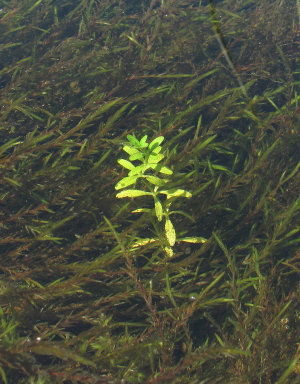 Изображение особи Galium palustre.