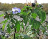 Nicandra physalodes