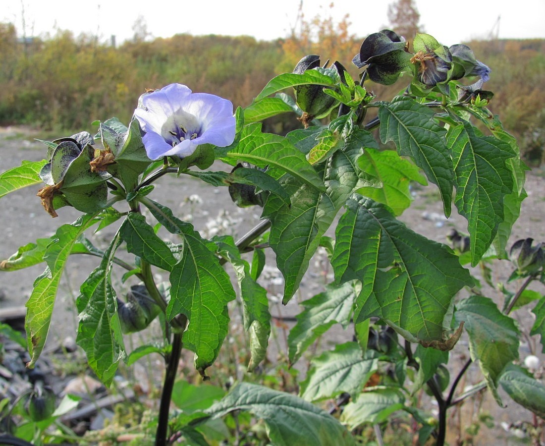 Image of Nicandra physalodes specimen.