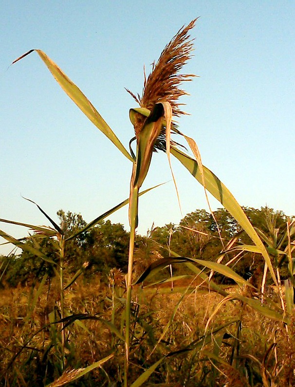 Изображение особи Phragmites australis.