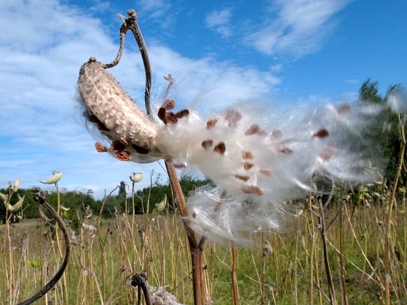 Изображение особи Asclepias syriaca.