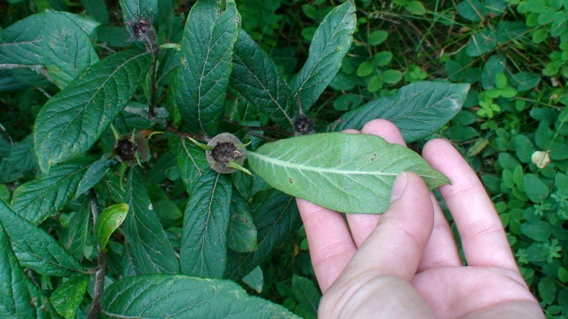 Image of Mespilus germanica specimen.
