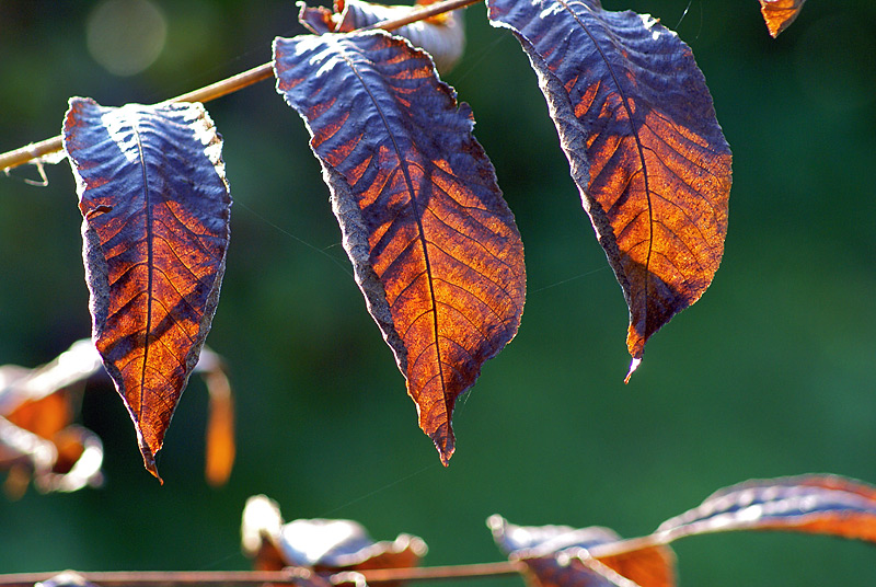 Изображение особи Juglans mandshurica.