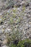 Bupleurum exaltatum. Цветущее растение. Южный Казахстан, Верхний Боролдай, ущ. Карасай, южный гребень, высота 1450 м н.у.м. 05.07.2011.