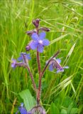 Anchusa azurea. Верхушка цветущего растения. Черноморское побережье Кавказа, Новороссийск, у обочины дороги. 14 мая 2009 г.