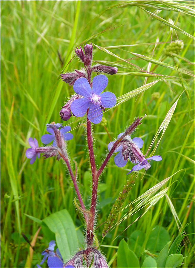 Image of Anchusa azurea specimen.