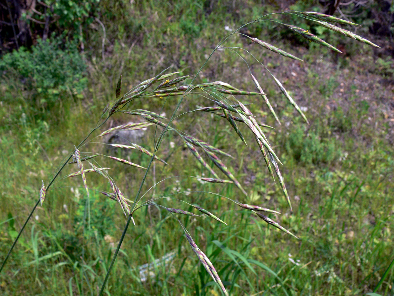 Image of Bromopsis inermis specimen.