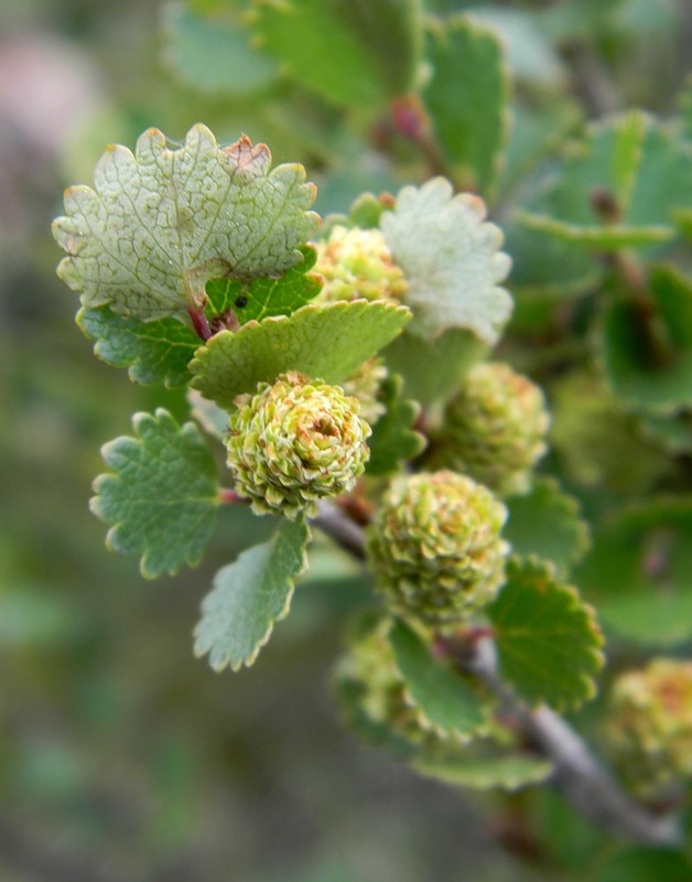 Image of Betula rotundifolia specimen.