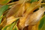 Hosta albomarginata