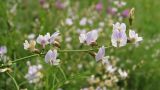 Astragalus austriacus