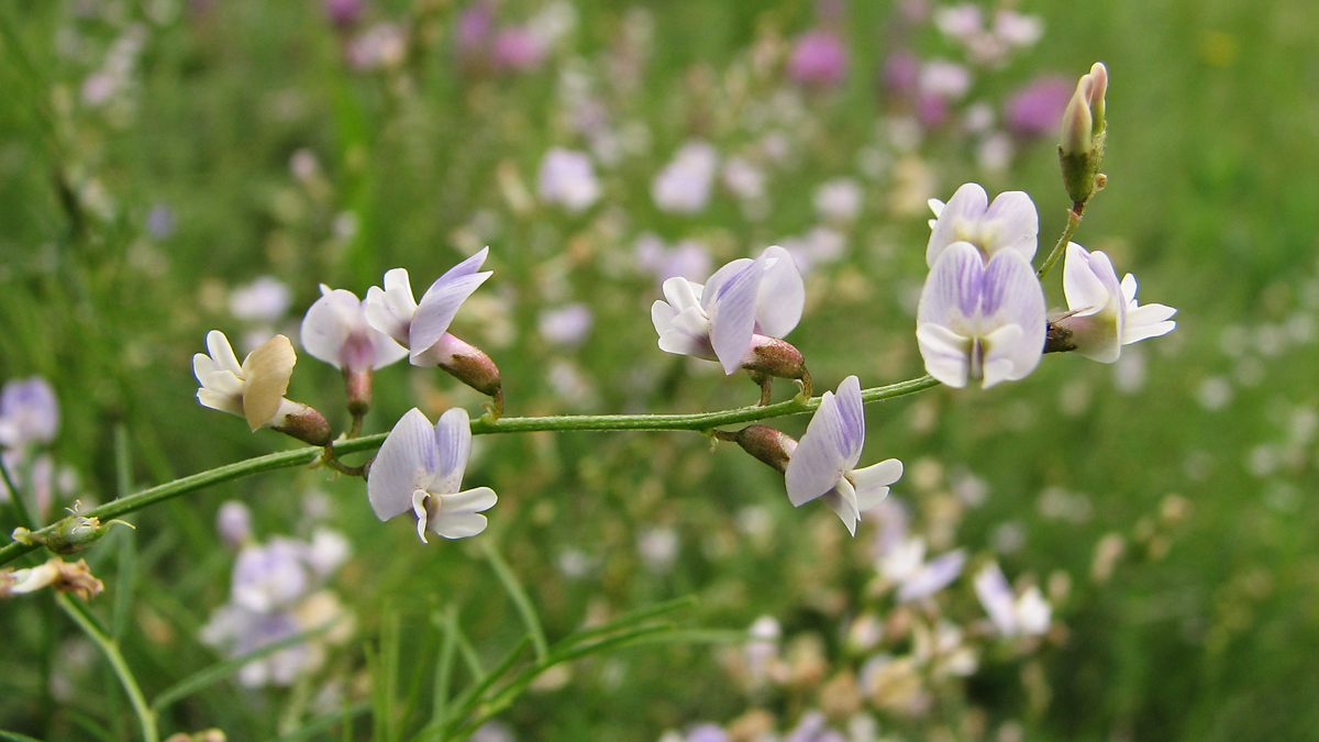 Изображение особи Astragalus austriacus.