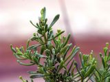 Image of taxon representative. Author is Борис Снег