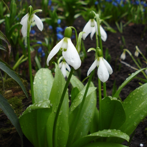 Изображение особи Galanthus platyphyllus.