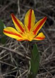 Tulipa tschimganica