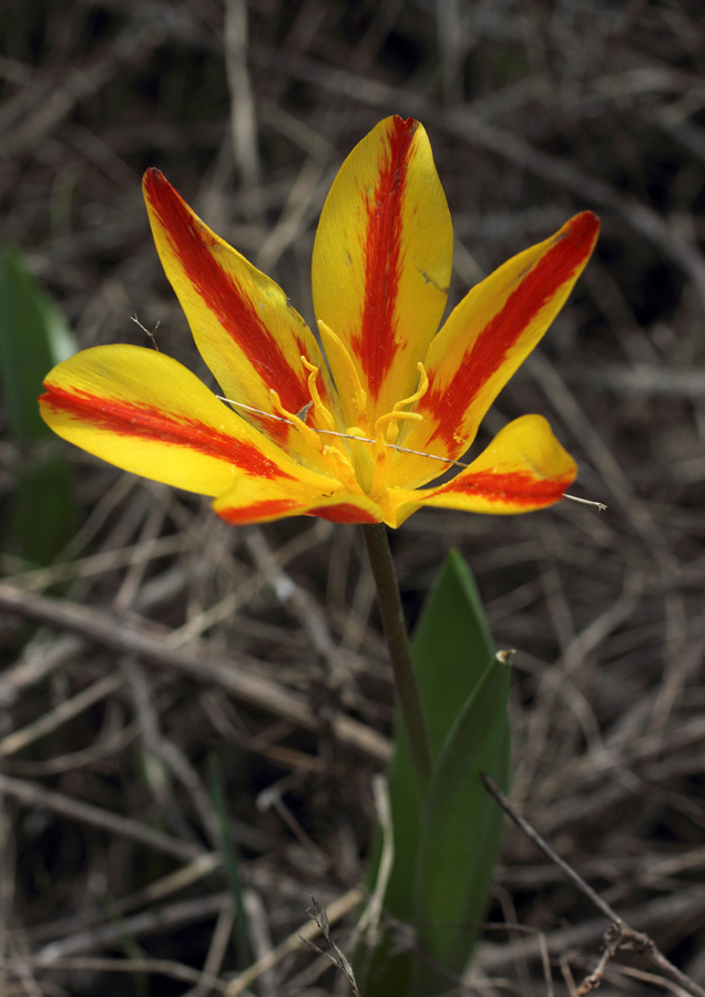 Изображение особи Tulipa tschimganica.