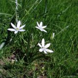 Ornithogalum umbellatum