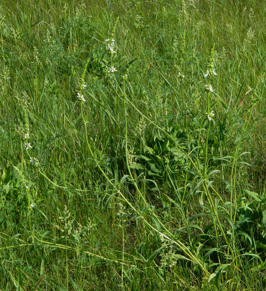 Изображение особи Stachys krynkensis.