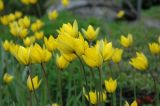 Tulipa sylvestris